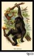 The Gorilla Canvas Print