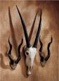 African Wall Art: Set of One Gemsbok and Two Kudu