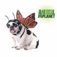 Butterfly Pet Costume
