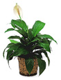 Potted Plant Gifts